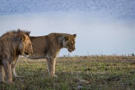 The information and resources in this guide are intended to help employers and eh&s professionals meet their osh act responsibilities to provide a safe, healthy workplace during the coronavirus public health crisis. Why South Africa Is Ending Captive Lion Keeping And Hunting