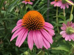 Check spelling or type a new query. Prairie Plants Bushes Wildflowers Sustainability The University Of Texas At Austin
