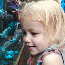 Dachshund Cosmetic Case, Dachshund Makeup Case, Dachshund Travel Case,  Dachshund Accessories. Dachshund Gift, Long Hair Dachshund