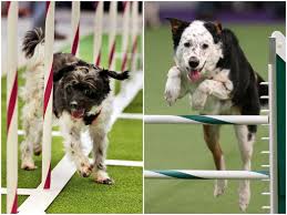 15 westminster dog show logos ranked in order of popularity and relevancy. Inspiring Underdog Stories From The Westminster Dog Show