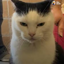 i like cats, dogs i like pinterest i like movie i like rain i like walks i  like music