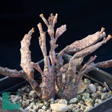 Image result for Euphorbia platycephala