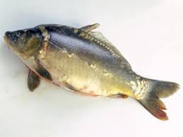 Karpfen Blau So Geht S Schritt Fur Schritt In 2020 Karpfen Blau Karpfen Karpfen Rezept