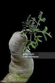 Image result for Kedrostis capensis