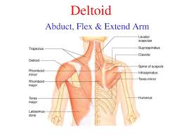 The shoulder anatomy includes the anterior, lateral & posterior deltoids, plus the rotator cuff. The Muscular System Ppt Download