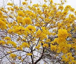 Image result for Handroanthus chrysanthus