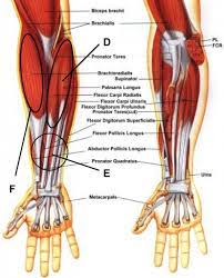 Long flexor tendons extend from the forearm muscles through the wrist and attach to the small bones of the fingers and thumb. Forearm Tendonitis Symptoms Home Remedies And Treatment