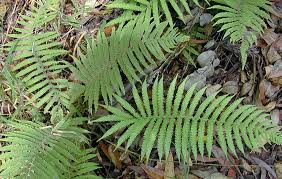 Image result for Christella burundensis