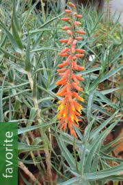 Image result for Mimulopsis arborescens