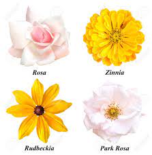 Pink and yellow flowers names. A Set Of Four Colors A Tea Rose Yellow Zinnia Yellow Rudbeckia A Pink Park Rose Flowers On A White Background With Signed Names Stock Photo Picture And Royalty Free Image Image