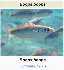 Image result for Boops boops