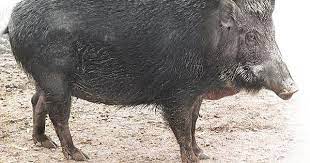 台灣野豬英文 的圖片搜尋結果 animals wild animals wild boar