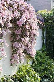 Clematis Montana Clematis Montana Climbing Flowers Clematis