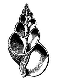 coloriage section transversale d une coquille coloriages gratuits a imprimer dessin 29579 abeille