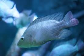 Tilapia is one of the most popular farmed fish in the world and its production is increasing. Backyard Fish Farming How To Raise Fish For Food Or Profit At Home