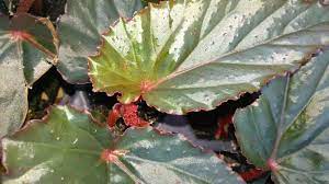 We did not find results for: Begonia Linda Dawn The Beautiful Red Leaf Begonia Unusual Very Easy To Grow Ebay Begonia Plant Leaves Outdoor Gardens