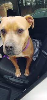 Anyone missing him? He's very friendly!