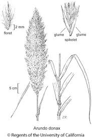 Image result for Arundo donax