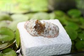 How long does it take for snail eggs to hatch? Incubating Apple Snail Clutches Invertebrates By Msjinkzd