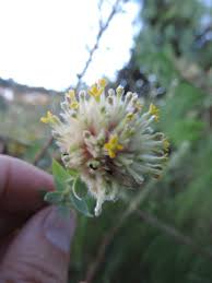 Image result for Gnidia mollis