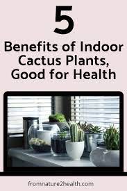 Accept & close we use cookies to offer a better browsing experience. 5 Benefits Of Indoor Cactus Plants Good For Health Indoor Cactus Plants Indoor Cactus Cactus Plants