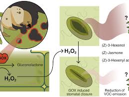 Image result for Stomatostemma pendulina