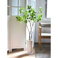 楽天市場 フェイクグリーン 人工観葉植物 造花 大型 マグノリアリーフ エコストーン 皿付スリムプランター greenpark 観葉植物 観葉 植物 人工 人工植物 インテリアグリーン インテリア フェイク グリーン アーティフィシャルグリーン プ グリーン インテリア