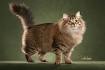 Hypo-Allergenic Siberian Cats and Kittens for Sale ...