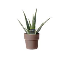 To save the plant, just keep it in a pot and move it outside when temperatures are warm. Aloe Aloe Vera Plant Self Reliant And Healing Florastore