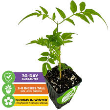 Image result for Aframomum polyanthum