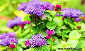 Astra Ageratum Photo Cultivation Planting And Care Site About The Garden Cottage And Indoor Plants