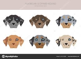 The american leopard hound is an american breed of hunting dog. Vektorgrafiken American Leopard Hound Dog Vektorbilder American Leopard Hound Dog Depositphotos