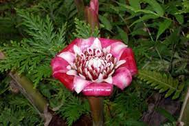Rare Malay Rose Ginger Rose Like Flowers Ginger Flower Unusual Flowers