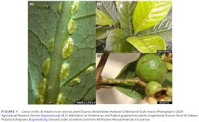 Image result for Chassalia umbraticola