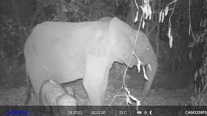 アフリカ #カメルーン 南東端に位置する #ロベケ国立公園 は、#ゴリラ や #チンパンジー、#マルミミゾウ などの最後に残された楽園です。2012年に #世界自然遺産 に登録され、#野生動物 #エコツーリズム によって #自然保護 と #持続可能なコミュニティ開発 を盛り上げ ...