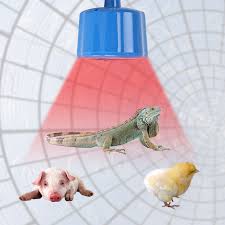 So, that's the keep is only having the heat lamp on a portion of the bed or whelping box so they can move away if they are too hot. Pet Heat Lamp Poultry Puppies Dog Kittens Piglets Animals E27 Type Bulb Uk Ebay