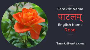 50 List Of Flowers Name In Sanskrit Language And Hindi With Pictures Sanskrit Learnsanskrit Sanskritvarta Flowers Sanskrit Sanskrit Names List Of Flowers