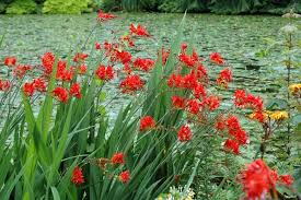 Crocosmia lucifer produces a fiery red flower from corms. Crocosmia Lucifer Monbretia Ebert S Greenhouse