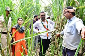 Farmers seek more compensation for crop damage by wild animals in Dharwad  district of Karnataka - The Hindu