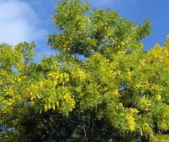Acacia Decurrens Plants Flowers Grapes
