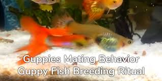 How often do guppy females get pregnant? Guppies Mating Behavior Guppy Fish Breeding Ritual Video