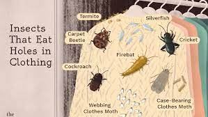 Identify 8 Insects That Eat Holes In Clothes