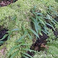 Image result for Lepisorus