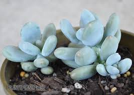 Check spelling or type a new query. Pachyphytum Blue Haze Or Blue Pearls Succulent