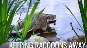 What is it like to have a raccoon for a pet? How To Keep Raccoons Out Of Your Fish Pond