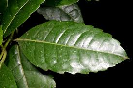 Image result for Xymalos monospora