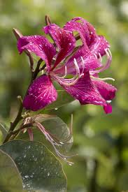 Image result for Bauhinia purpurea