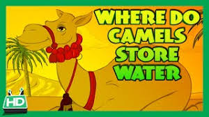 What do you call a three humped camel? Where Do Camels Store Water Youtube
