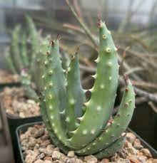 Indigenous peoples used the wood from this tree to craft quivers to hold their arrows. Aloe Aculeata Cactus Jungle Succulent Type Aloe Succulent Types Aloe Plant