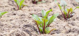 Late summer vegetable planting provides a delayed second harvest to supply your table with fresh produce well into the fall and winter. Best Succession Crops For Summer Planting
